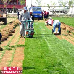 四季青草坪移植機(jī) 馬尼拉草皮汽油起草皮機(jī) 本田百慕大草起草機(jī)