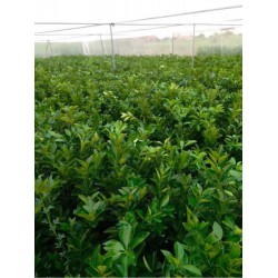 加宽的新料的脐橙网批发优质果树防虫网直销