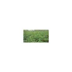 钙果苗  花椒苗 国槐苗 皂角苗