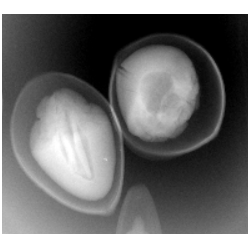 小动物活体成像宠物动物兽用X光机种子成像