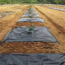 果木花卉种植用防草布的作用有哪些呢