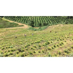 浙江茶山加盟，湖州转运珍茶，浙江茶山租赁，浙江众扶农业