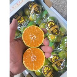 手提5斤装蜜橘