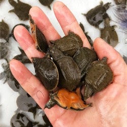 春季甲魚苗批發(fā)廠家有哪些，甲魚苗批發(fā)養(yǎng)殖廠