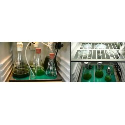 AlgaeTron AG 130-ECO 孵化瓶