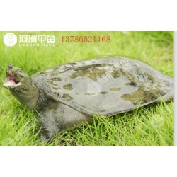 冬季甲魚養(yǎng)殖多少錢