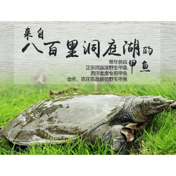 養(yǎng)殖甲魚苗批發(fā)多少錢