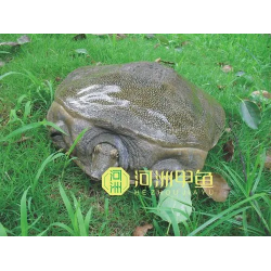 購買甲魚苗一斤多少錢