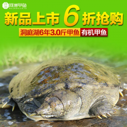 甲魚最新批發(fā)多少錢