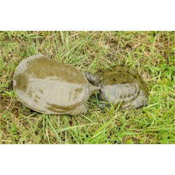 甲魚批發(fā)一斤多少錢