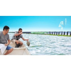 購買養(yǎng)殖甲魚一斤多少錢