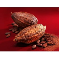 广州可可豆报关进口方案