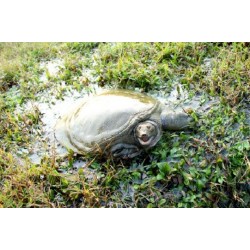 哪里可以批發(fā)甲魚
