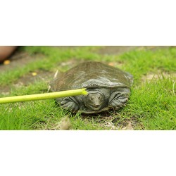 養(yǎng)殖甲魚最新批發(fā)多少錢