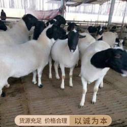 新疆黑头杜泊羊母羊多胎多肉大个体耐粗饲抗病能力强
