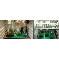AlgaeTron AG 130-ECO 孵化瓶